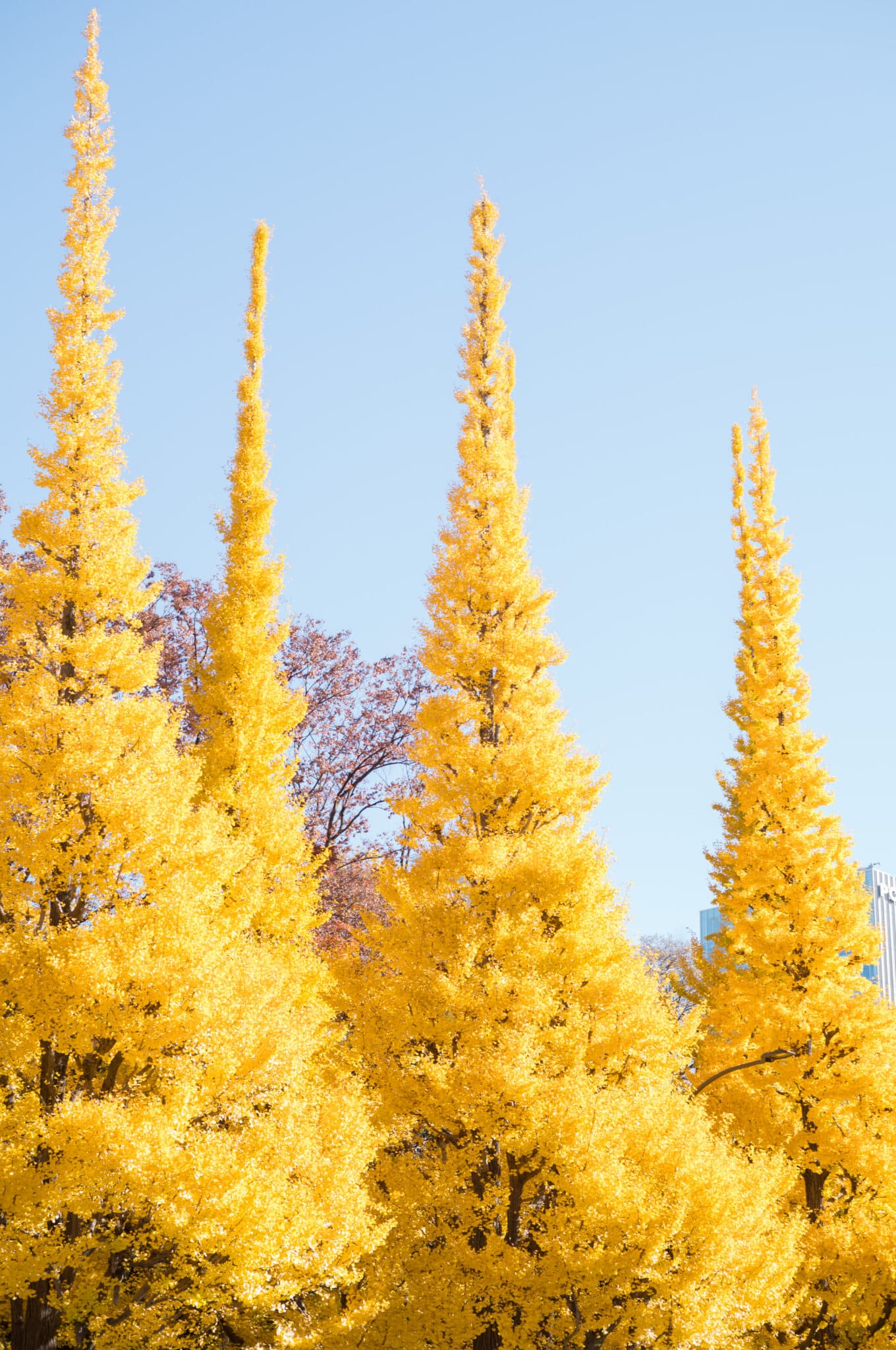 파란 하늘로 뻗은 은행나무 가로수