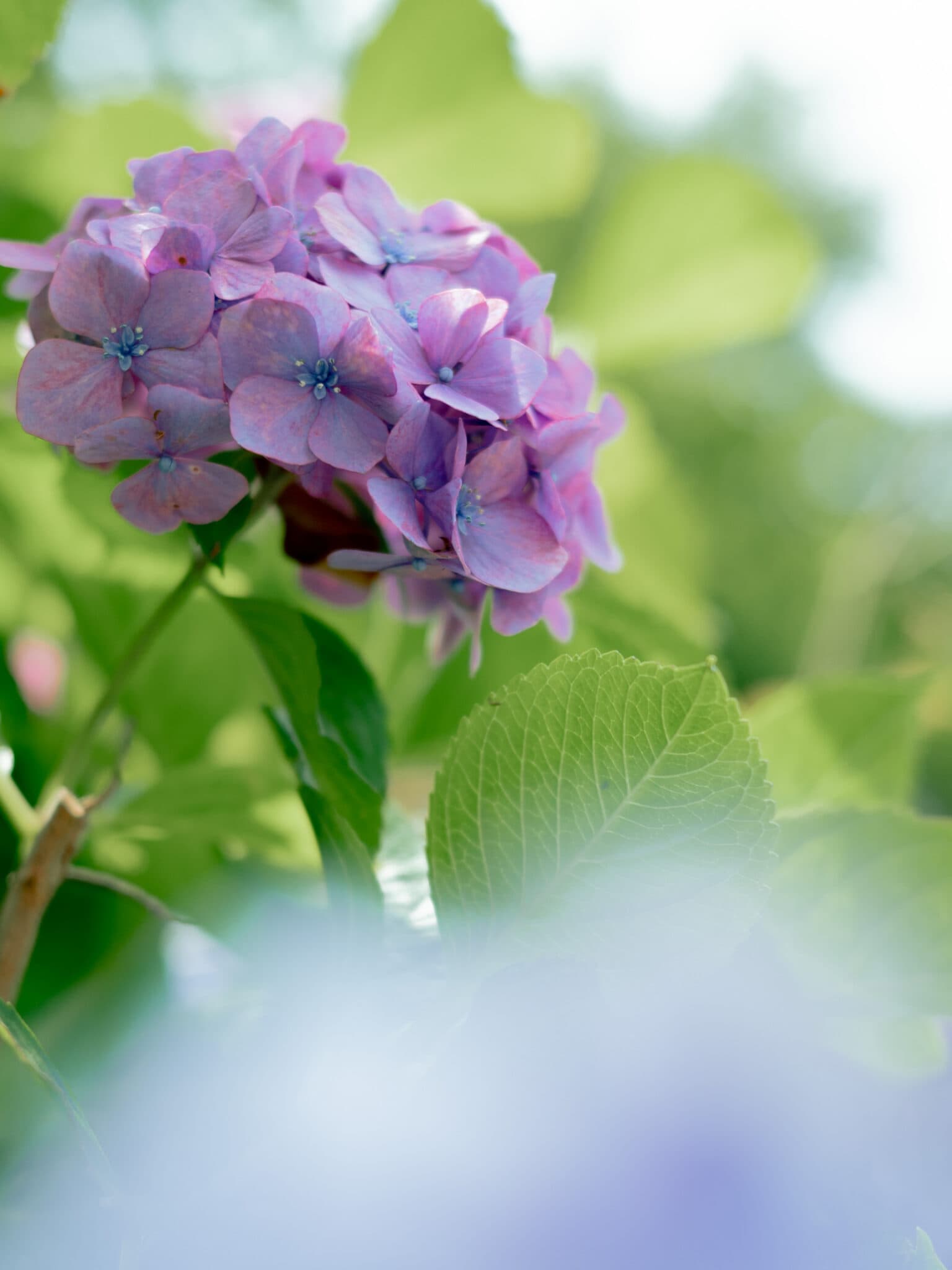 紫陽花は思入れのあるお花